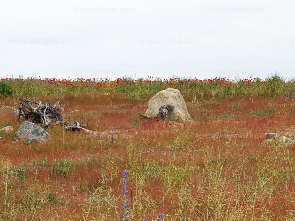 Rohbodenfläche | Rohbodenflächen für selbstständige Besiedlung von neuer Vegetation - Realisiert mit Pictrs.com