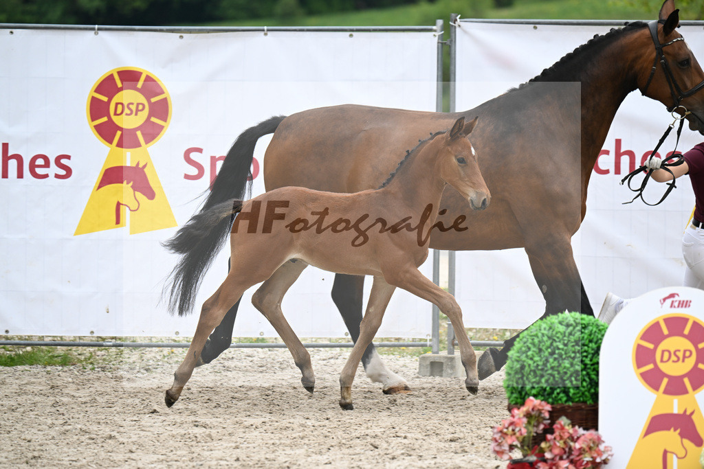 Kat-Nr. 22 HF Quansas des Ivernons x Casaltino_Link_23260965 | hf-fotografie - Realisiert mit Pictrs.com