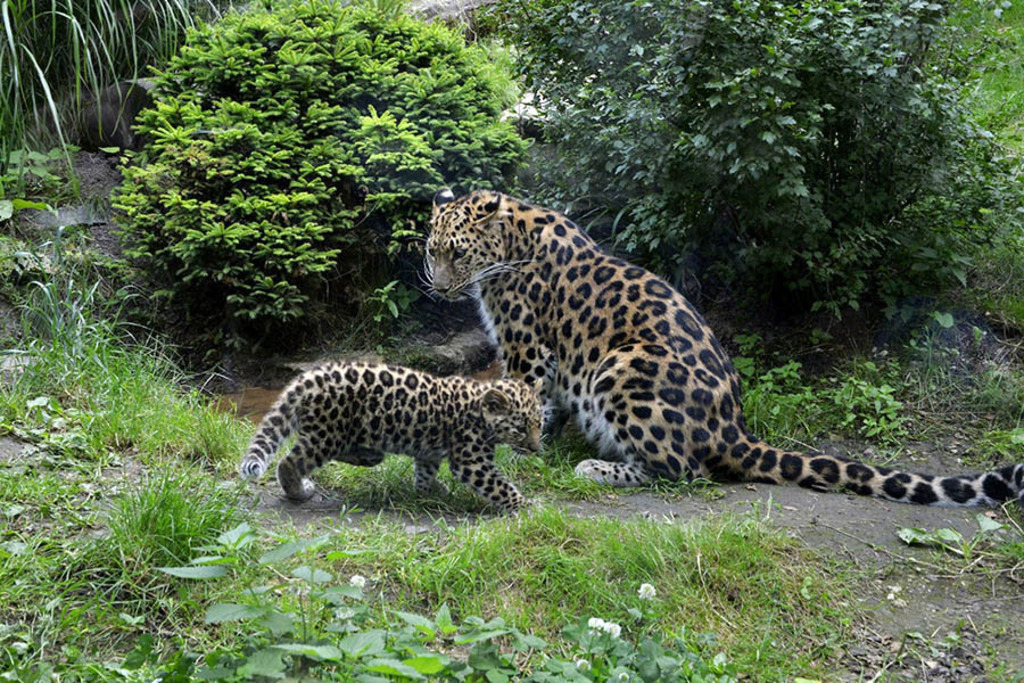 Foto: Leipzig - Zoo | Das Team hinter BILDLEXIKON LEIPZIG bündelt historische wie aktuelle Informationen über die Stadt Leipzig in Text und Bild auf einer Plattform und stellt diese der interessierten Öffentlichkeit zur Verfügung.
