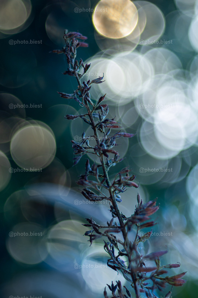 Eiskalter Flieder | Die Reste des Flieders im Winterlicht.  - Realisiert mit Pictrs.com