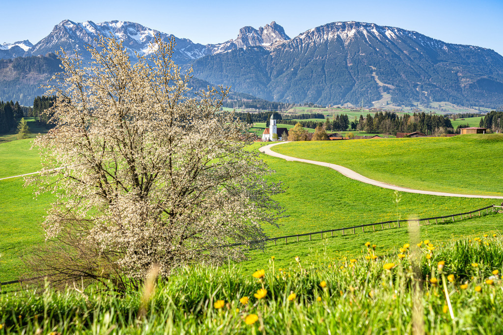 Landschaftsbild Frühling bei Zell | Michael Helmer - Allgäu Bilder auf Leinwand bestellen