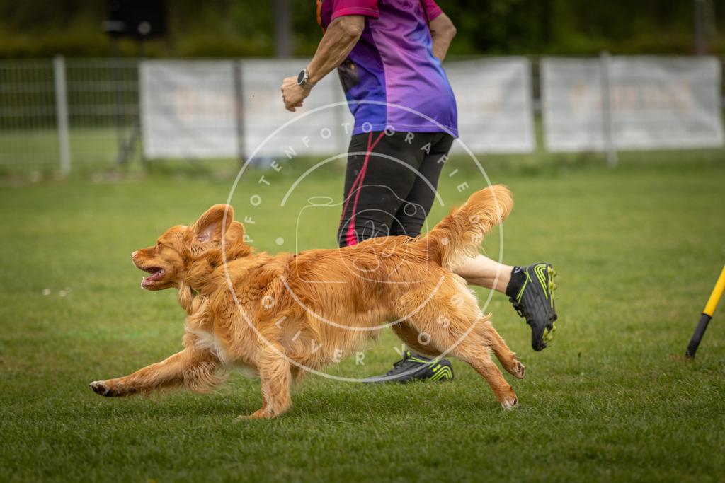 Pfotenfotografie_DV3A7626 | Hundefotografie, Tierfotograf, Pfotenfotografie, Fotoshooting Hund, Hunde Portrait, Hundesport, Hundeportraits, Heideshooting, Hunde, Sportfotograf, Hundefotograf, Turnierhundsport, THS,  - Realisiert mit Pictrs.com