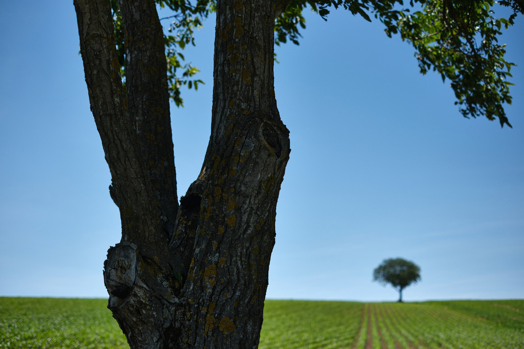 Acker mit Baum, im Vordergrund ein Baumstamm | Siebenhirten, Austria - June 15, 2024: unscharf fotografierter Acker mit Baum, im Vordergrund ein verzweigter Baumstamm. - Realisiert mit Pictrs.com