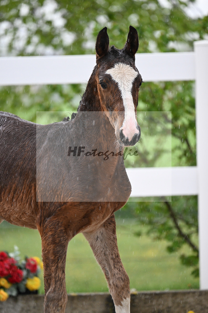 Kat-Nr. 35 HF Duplexx x Balou du Rouet_Spandl_23261286 | hf-fotografie - Realisiert mit Pictrs.com