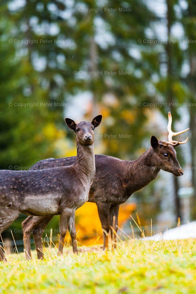Sonnenalm-14 | piet_flosse