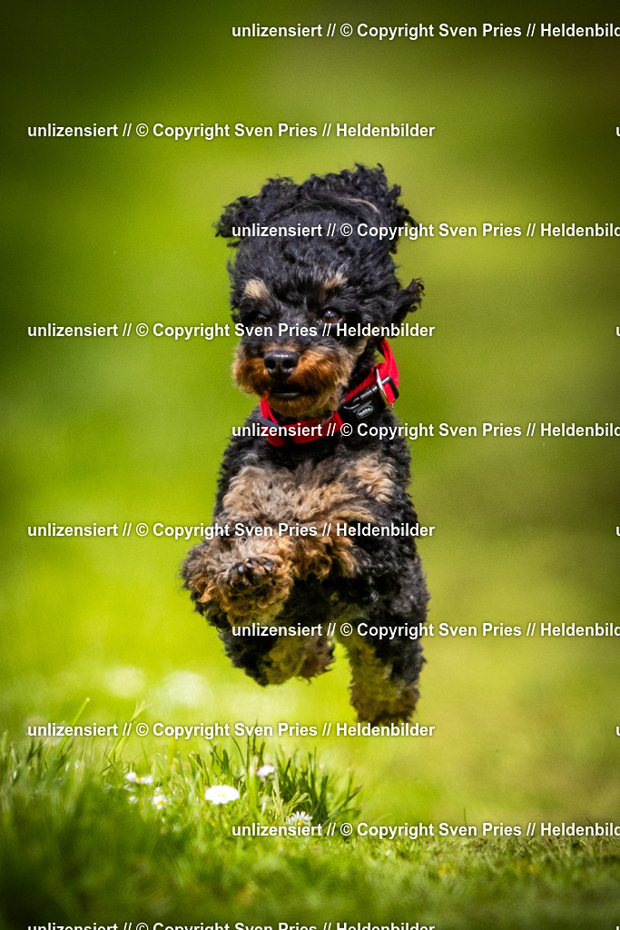 Sven Pries | 2025-04-13 - Hunderennen Baden-Baden - Realisiert mit Pictrs.com