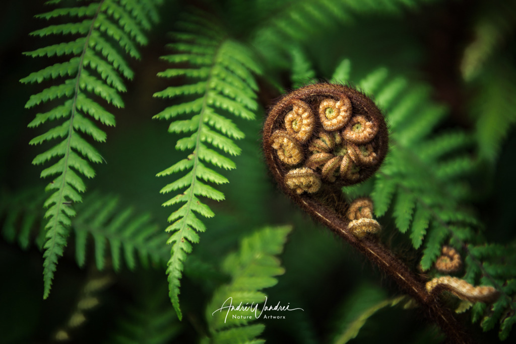 Aufgerollt | Andre Wandrei - Nature Artworx - Realisiert mit Pictrs.com