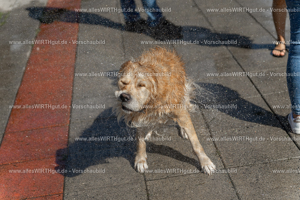Hundeschwimmen_Volksbad_2026-allesWIRTHgut_Tierfotografie-2609061241-115155-7R500138 | Professionelle Tierfotografie in Mönchengladbach von Daniel Wirth (allesWIRTHgut). Liebevolle & natürliche Bilder von Hunden & Katzen für unvergessliche Erinnerungen.