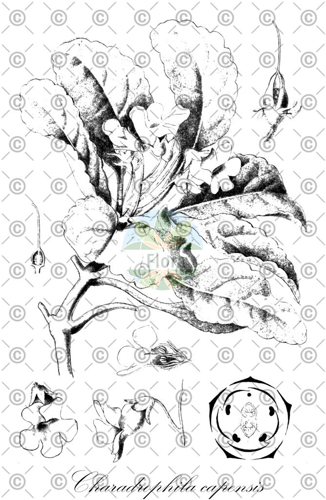 HistAbb_wfo-0000012660_1_ENZY_Simple | Historische Abbildung von Charadrophila capensis - Stilbaceae | Historical Illustration of Charadrophila capensis - Stilbaceae