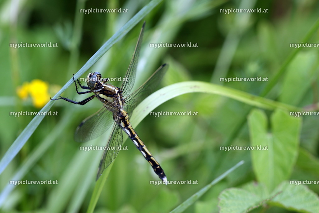 Oestlicher Blaupfeil-004 | Das Bilderarchiv über Tiere, Planzen und Landschaften. In der Bilddatenbank finden Sie ein große Auswahl an hochwertigen Bilder für Ihre Werbung - Realized with Pictrs.com