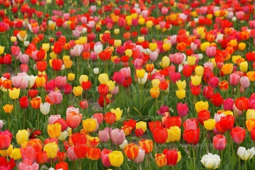 Tulpenfeld | Tulpenfeld - Realisiert mit Pictrs.com