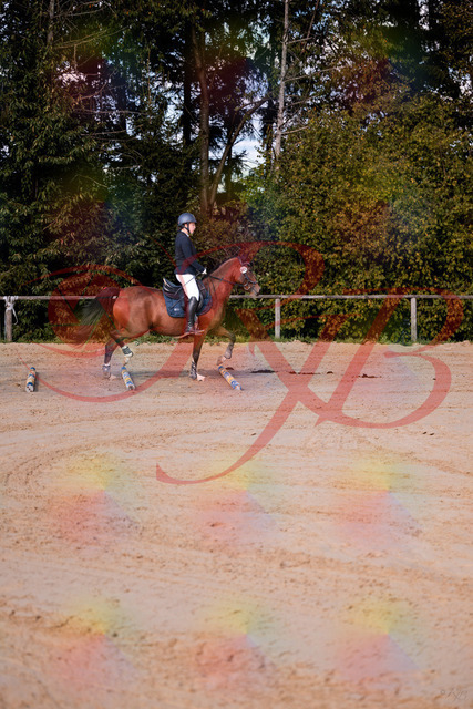 2026_10_03_Siefer-Hof_145627_Z81_37505827 | Professionelle Reitsport-, Turnier- und Eventfotografie von Robert Broda. Galerien mit ausgewählten und bearbeiteten Bildern direkt online ansehen und bestellen.