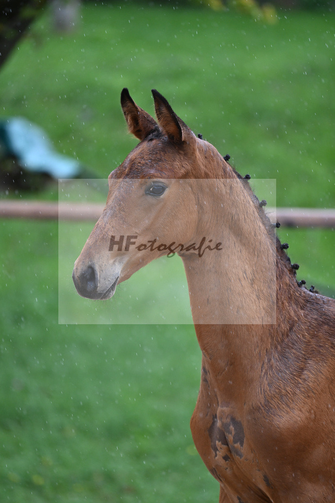 Kat-Nr. 28 HF Franklin_Schneider_25230267 | hf-fotografie - Realisiert mit Pictrs.com