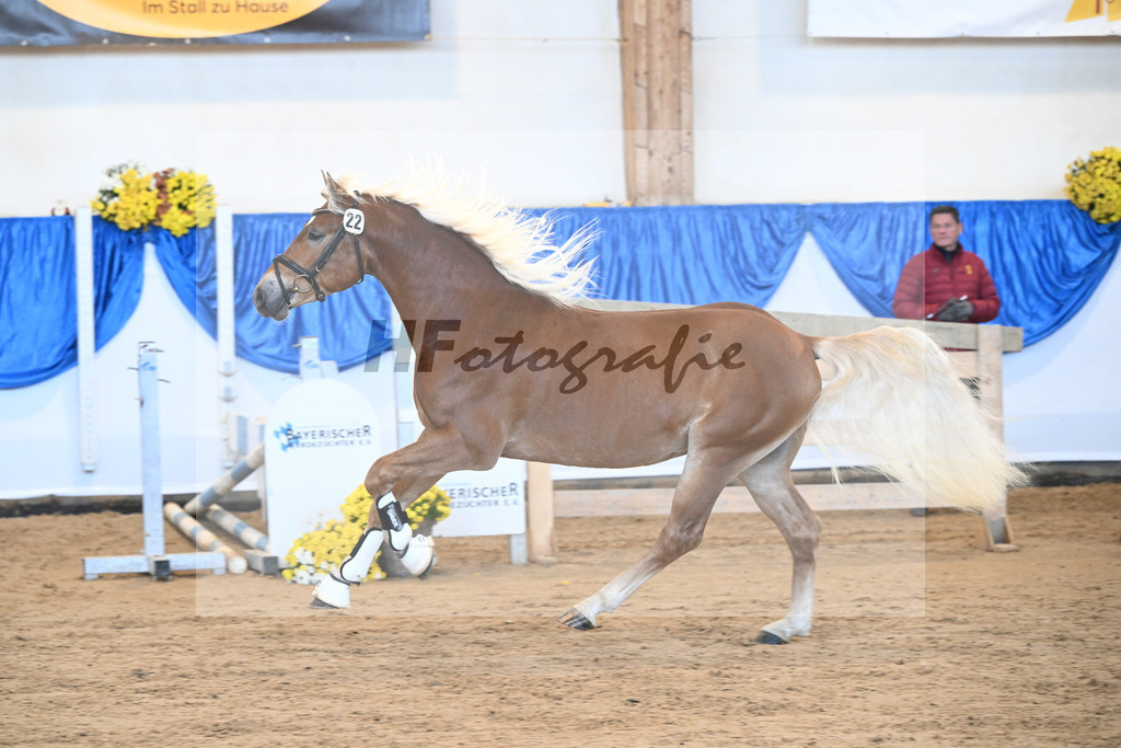 Kat-Nr. 22 Niolando v. Nio_Kirchberger_48250442 | hf-fotografie - Realisiert mit Pictrs.com