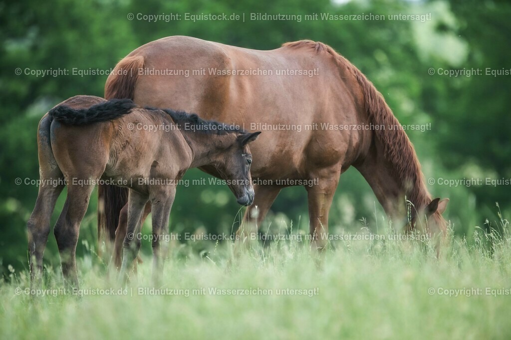 20210617_Fohlen_0388 | Foto: Thomas Hartig