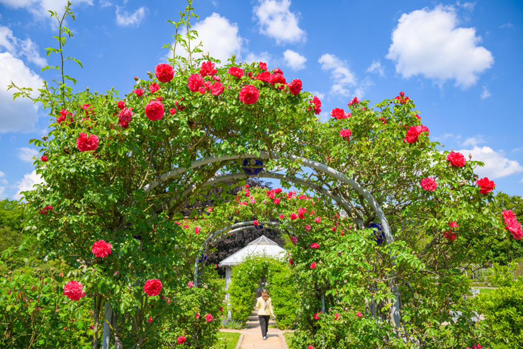 Rosengarten Planten un Blomen | Der Rosengarten bei Planten un Blomen in Hamburg im Mai. Die roten Rosen leuchten im frischen Grün, während eine Besucherin unter deren Bögen hindurchgeht. — Auflösung des Originals: 8067 x 5378 px. - Realized with Pictrs.com