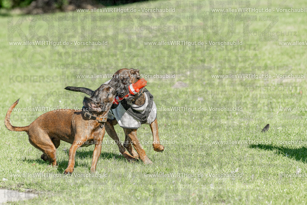 Hundeschwimmen_Volksbad_2026-allesWIRTHgut_Tierfotografie-2609061037-094717-7R509065 | Professionelle Tierfotografie in Mönchengladbach von Daniel Wirth (allesWIRTHgut). Liebevolle & natürliche Bilder von Hunden & Katzen für unvergessliche Erinnerungen.