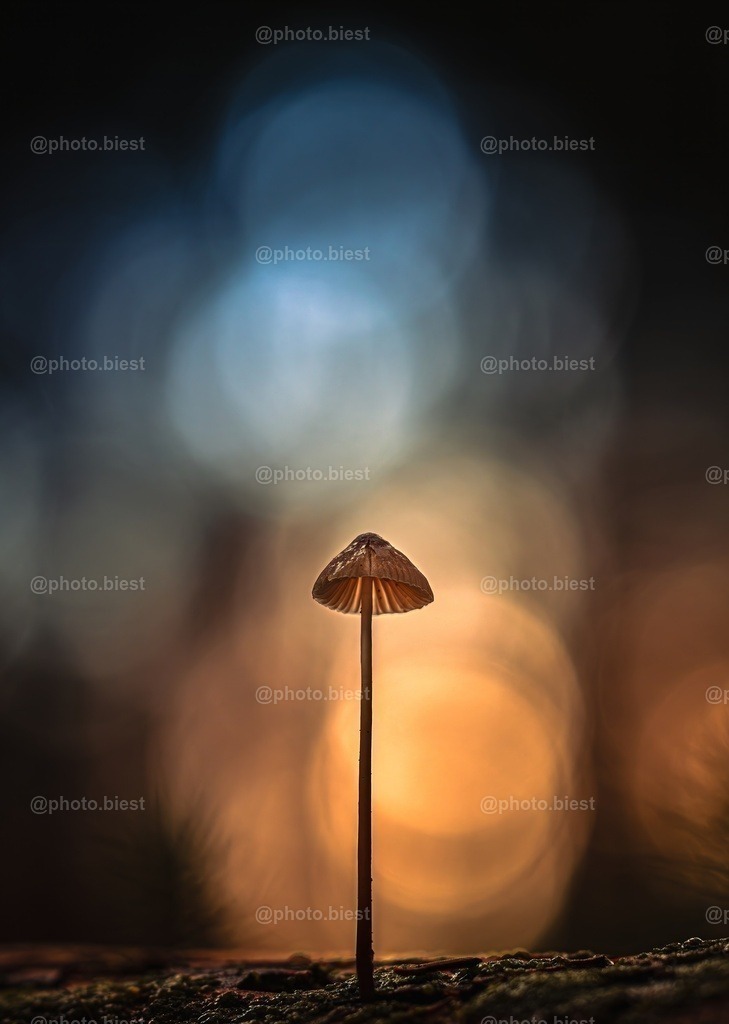 Der kleine Große | Ein kleiner Helmling, welcher aus einer Baumrinde wächst. - Realisiert mit Pictrs.com