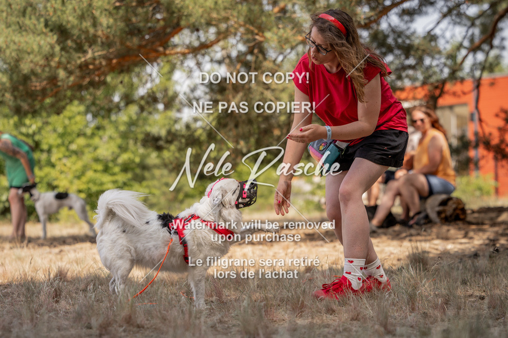 nelerasche_soDD2_384 | nelerasche