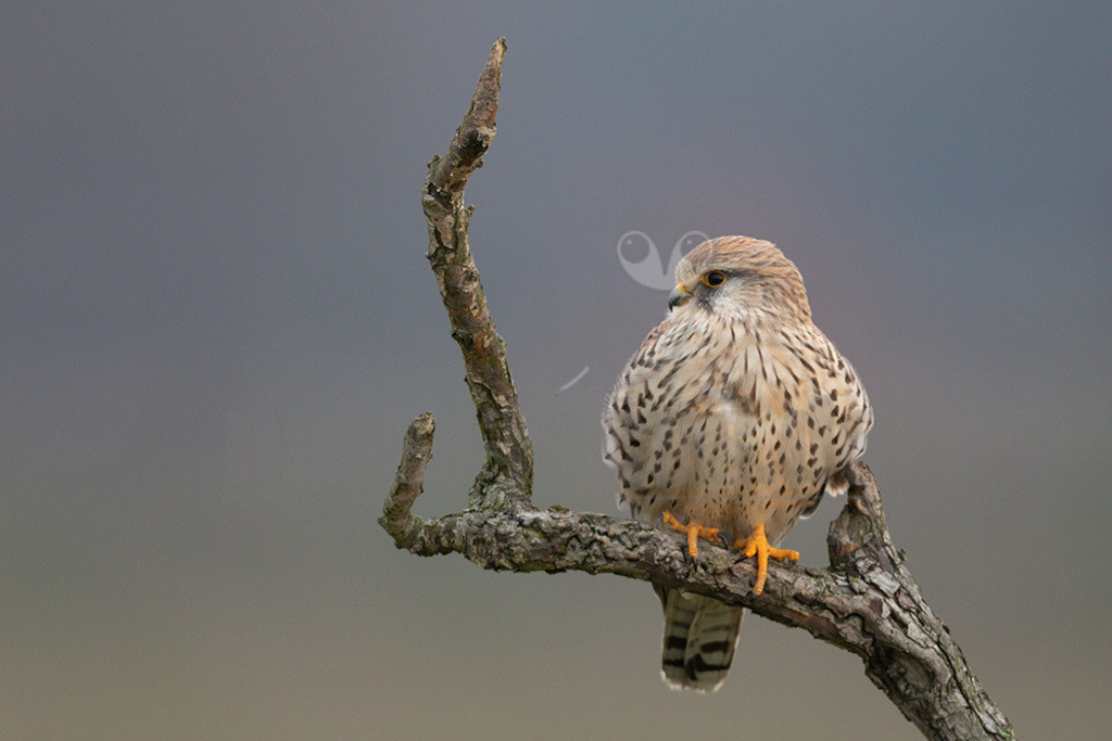 20200111-663A6624 | Der Turmfalke ist der am häufigsten vorkommende Falke Mitteleuropas. Der Öffentlichkeit ist er relativ vertraut, da er sich auch Städte und Stadträume als Lebensraum erobert hat und öfter beim „Rüttelflug“ zu beobachten ist.  - Realisiert mit Pictrs.com