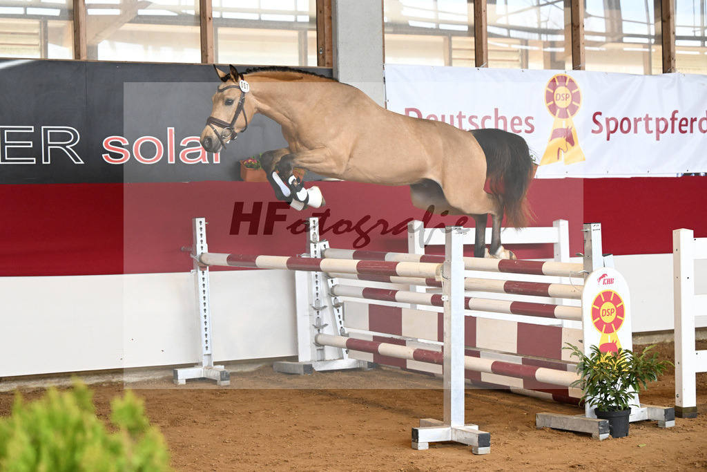 Kat-Nr. 7 Magnus HL v. Mescal_ZG Donau-Ries_7250938 | hf-fotografie - Realizzato con Pictrs.com