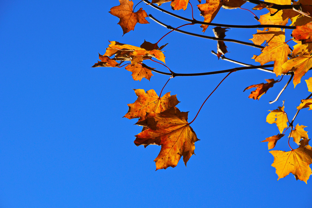 Goldener Herbstmoment im strahlenden Blau | Ein faszinierendes Spiel der Kontraste: Leuchtend gelbe und warm-orangefarbene Ahornblätter strahlen vor einem makellos tiefblauen Herbsthimmel. Die filigranen Äste und feinen Blattadern fangen das goldene Sonnenlicht eines klaren Herbsttages perfekt ein. Diese Aufnahme fängt die magische Stimmung des Altweibersommers ein, in der die Natur ihre farbenfrohste Seite zeigt, bevor der Winter Einzug hält. Ein Bild voller Wärme, Leichtigkeit und herbstlicher Magie. - Realisiert mit Pictrs.com