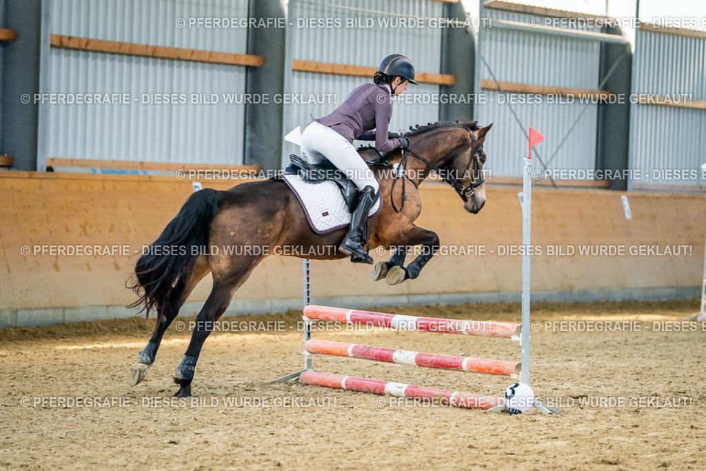 DSC01181 | Pferdegrafie