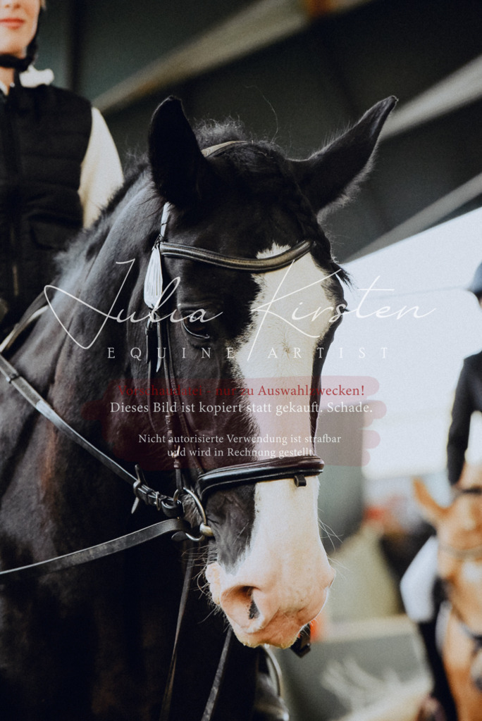 DSC_7206 | Pferde- und Turnierfotografie in Westsachsen. Pferdeportraits, Auftragszeichnungen und intuitive Kunst.
