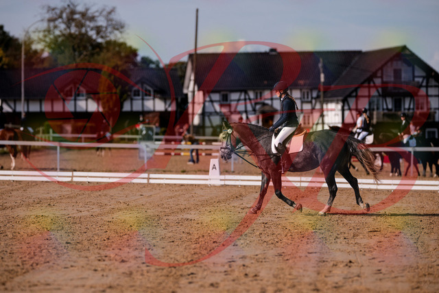 2026_10_03_Siefer-Hof_120047_Z81_02932434 | Professionelle Reitsport-, Turnier- und Eventfotografie von Robert Broda. Galerien mit ausgewählten und bearbeiteten Bildern direkt online ansehen und bestellen.