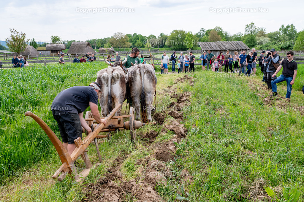 DSC_0979 | ble, 7.5.2023, Lorsch: Tag der Experimentellen Archäologie“ im Freilichtlabor Lauresham,eit dem Jahr 2021 betreibt das Freilichtlabor mit seinen Partnern im Rahmen des regionalen Vernetzungsprojekts „Wir in Lorsch“ auch einen Lehr- und Versuchsacker für Zugtiere bzw. tierische Anspannung im 21. Jahrhundertmit dem Ziel zu zeigen, warum diese Art der Landwirtschaft auch heutzutage wichtig sein kann.

,, Bild: Thomas Neu