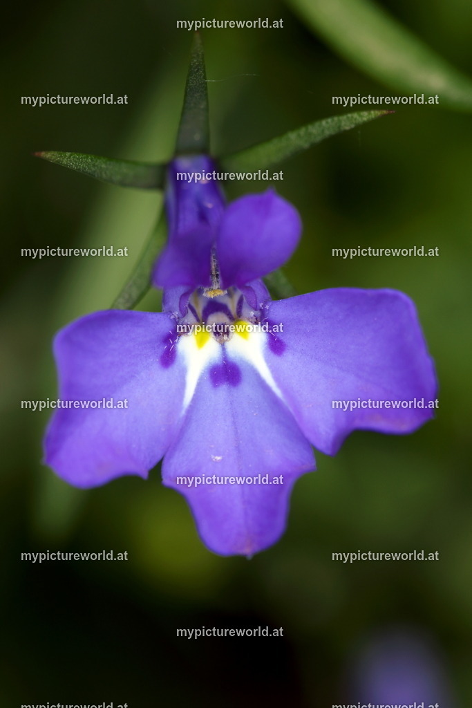 Männertreu-002 | Das Bilderarchiv über Tiere, Planzen und Landschaften. In der Bilddatenbank finden Sie ein große Auswahl an hochwertigen Bilder für Ihre Werbung - Realisiert mit Pictrs.com