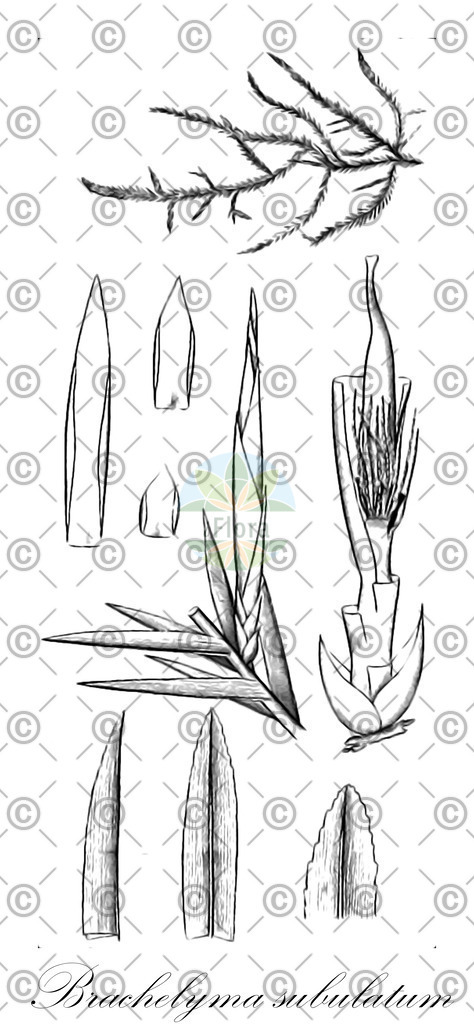 HistAbb_wfo-0000378088_1_ENZY_Simple | Historische Abbildung von Brachelyma subulatum - Fontinalaceae | Historical Illustration of Brachelyma subulatum - Fontinalaceae