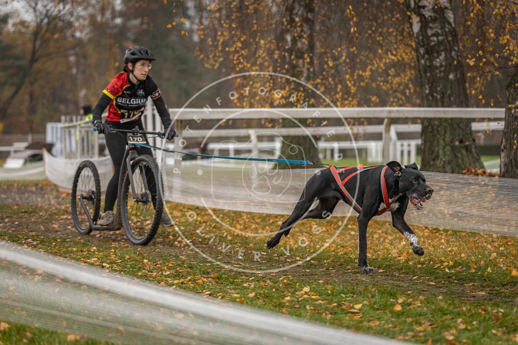 CaniXpix_DV3A8243 | Hundefotografie, Tierfotograf, Pfotenfotografie, Fotoshooting Hund, Hunde Portrait, Hundesport, Hundeportraits, Heideshooting, Hunde, Sportfotograf, Hundefotograf, Turnierhundsport, THS,  - Realisiert mit Pictrs.com