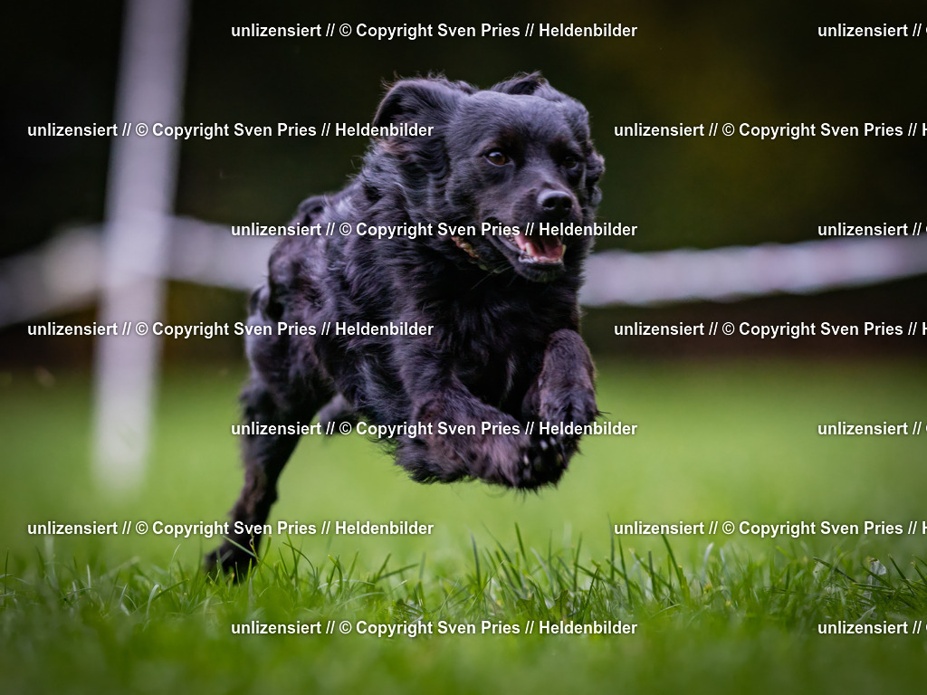 Sven Pries | 2024-10-19 - Hunderennen Ober-Grombach - Realisiert mit Pictrs.com