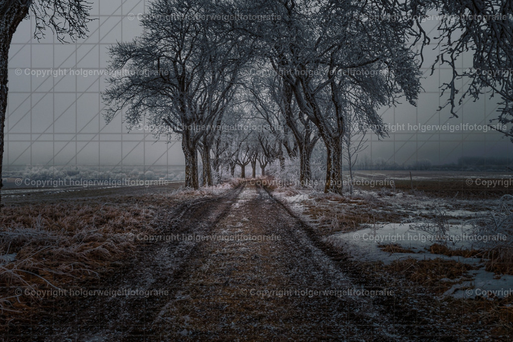 Meelbeerbaumallee im Winter | Kaufen sie online außergewöhnliche Fotografien auf Leinwand Acrylglas Fotoprint Aludibond von holgerweigeltfotografie - Realisiert mit Pictrs.com