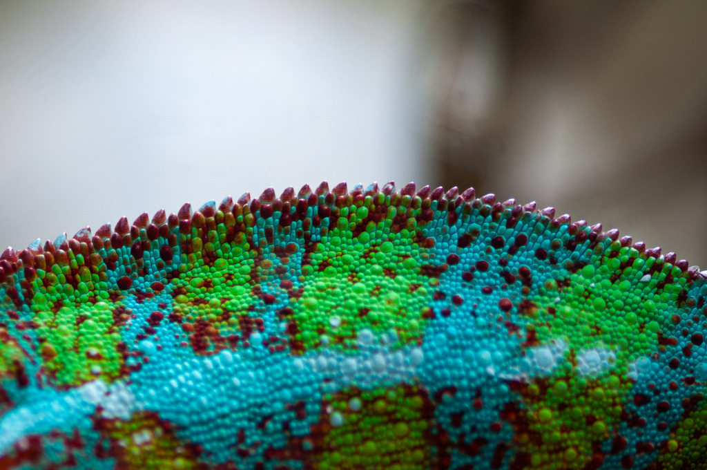 DSC_2253 | kaefersammler_roy - Realisiert mit Pictrs.com