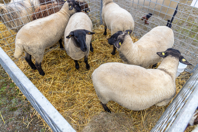 SchaZie-Tag Feldkirchen | Bildershop von pixelworld.at - Realisiert mit Pictrs.com