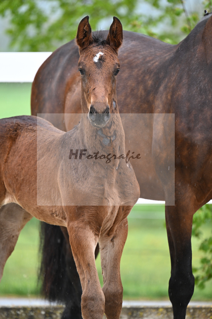 Kat-Nr. 48 SF Chaloubino PS x Cayton_Schick_23261662 | hf-fotografie - Realisiert mit Pictrs.com