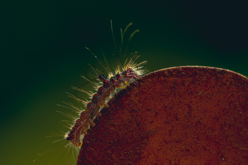 Raupe | Simone Sperber, svb-photography,Fotografin,Bilddesignerin,Naturfotografie,Macrofotografie,Tierfotografie,Wildtierfotografie,Ausstellungen,Auftragsfotografie,Kunst,Art,Photographer,Shootings,Bildberatbeitung,Galerie,Shop