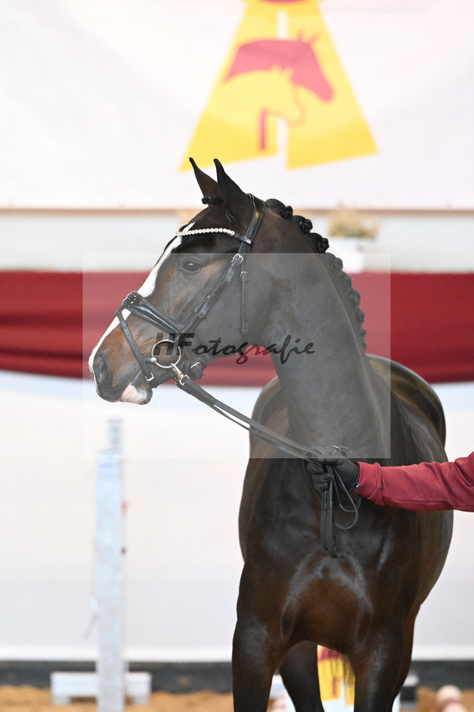 Kat-Nr. 44 New Pleasure VDL x Clinton_Ferienhof Stuecker_Wilbers_47241030 | hf-fotografie - Realizzato con Pictrs.com