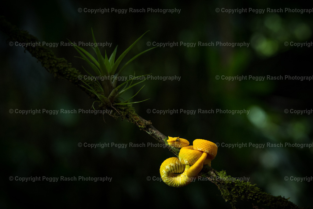 Schlange | PeggyRaschPhotography - Realisiert mit Pictrs.com