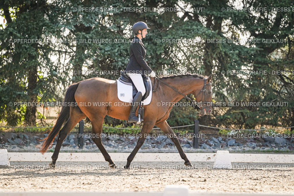 DSC08428 | Pferdegrafie