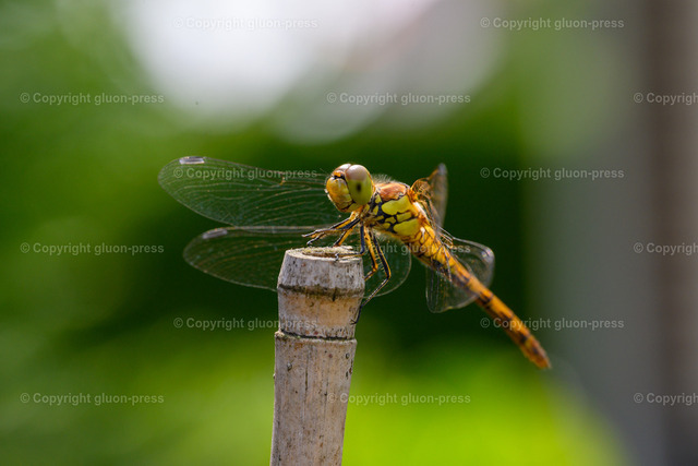 Foto-1036285-DE-Libelle-shop-max | gluon-press - Realisiert mit Pictrs.com