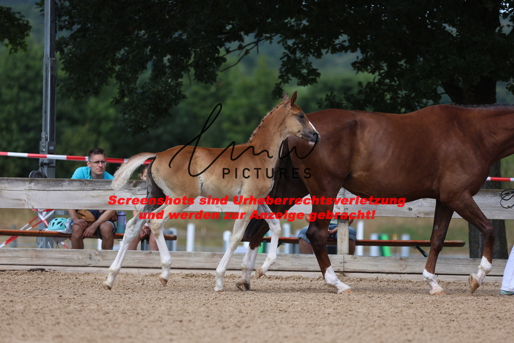 Fohlenschau_Schwäbisch_Hall_dressurbetonte_Fohlen_KN 5_13 | lmwpictures - Realisiert mit Pictrs.com