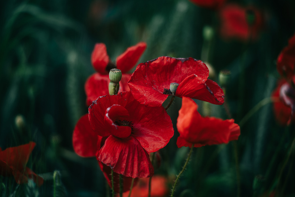 Mohn | Simone Sonderegger Photography