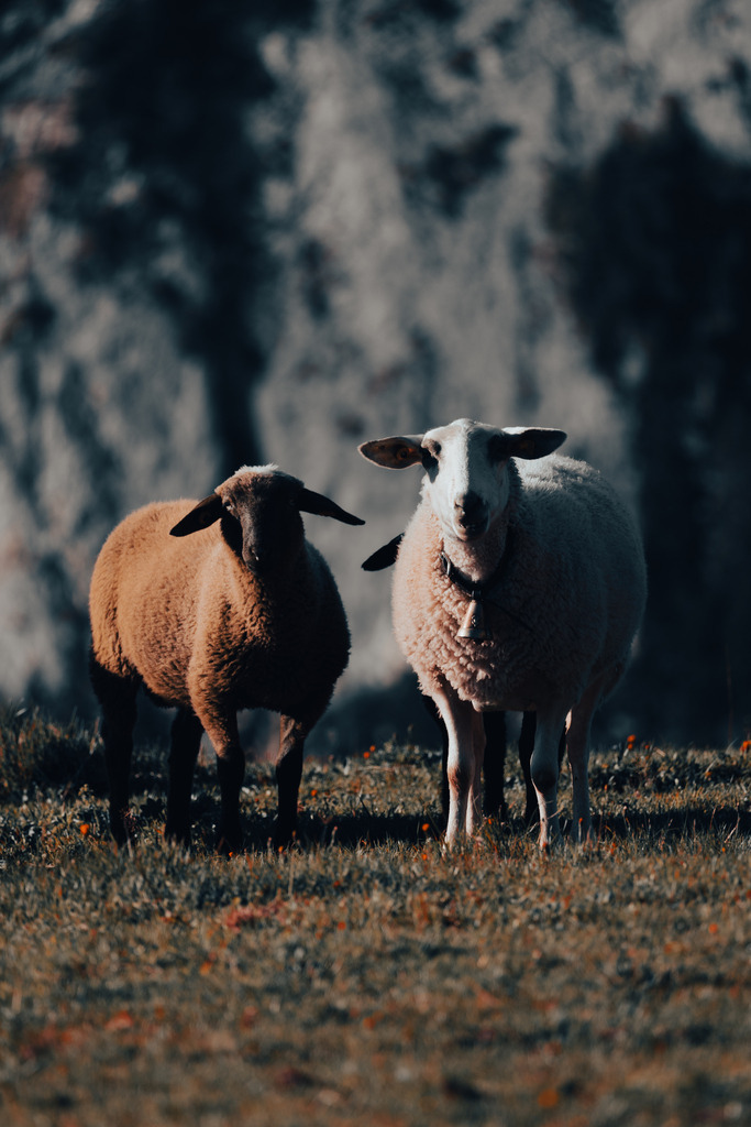 Die zwei Schafe | Ich bin ein Fotograf aus Berlin und fotografiere aus Spaß an der Freude :) Meinen Motiven setze ich keine thematischen Grenzen. Somit bin ich beispielsweise in der Tierfotografie, Landschaftsfotografie, Sportfotografie sowie Streetphotography anzutreffen.
