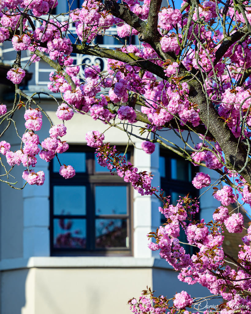 DSC_8571 | Fotografien, Fotos und Bilder aus Mainz, Frankfurt, Wiesbaden und anderen Orten auf der Welt - Fotografiert von Darius Metzner