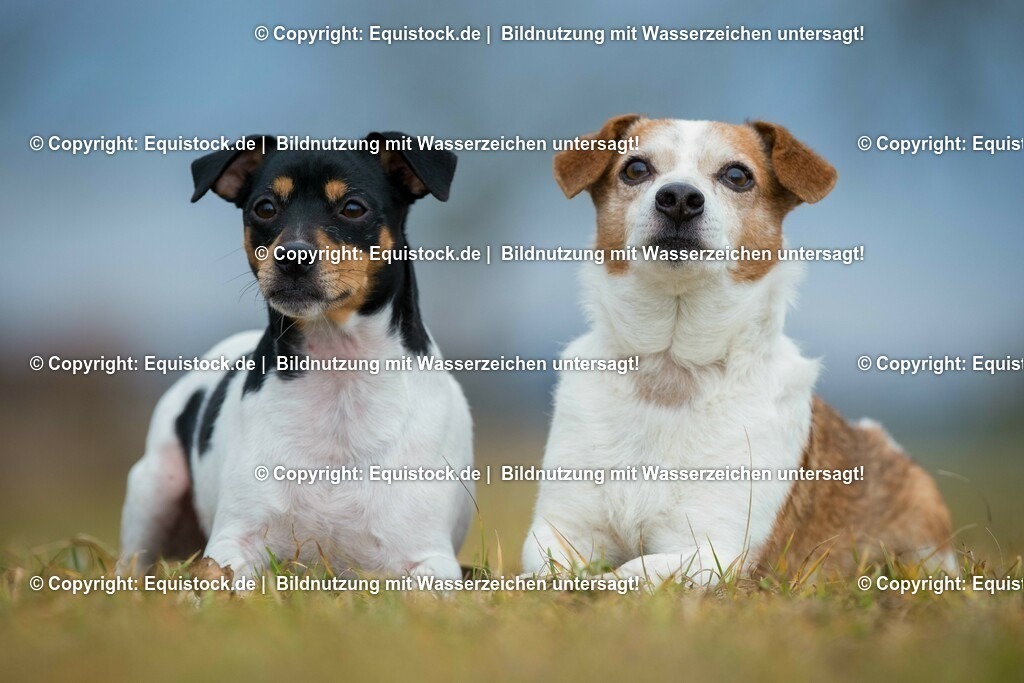 20160128_Hund_0002 | equistock