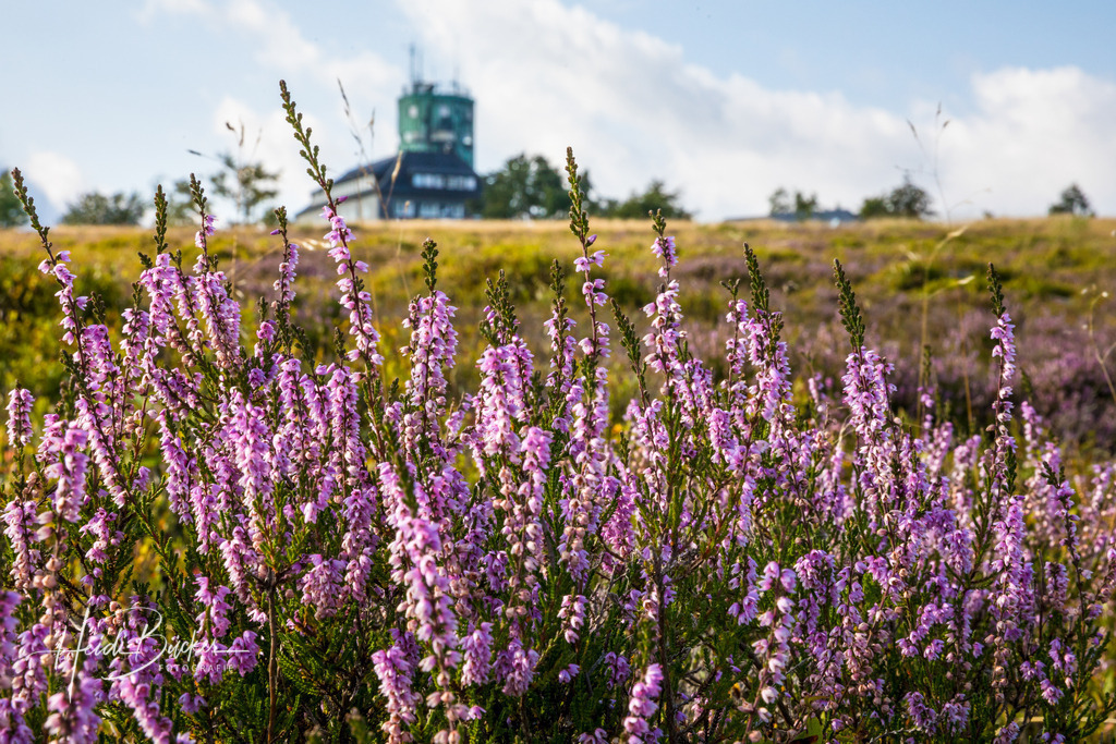 Heideblüte auf dem Kahlen Asten | Heideblüte auf dem Kahlen Asten bei Winterberg - Realisiert mit Pictrs.com