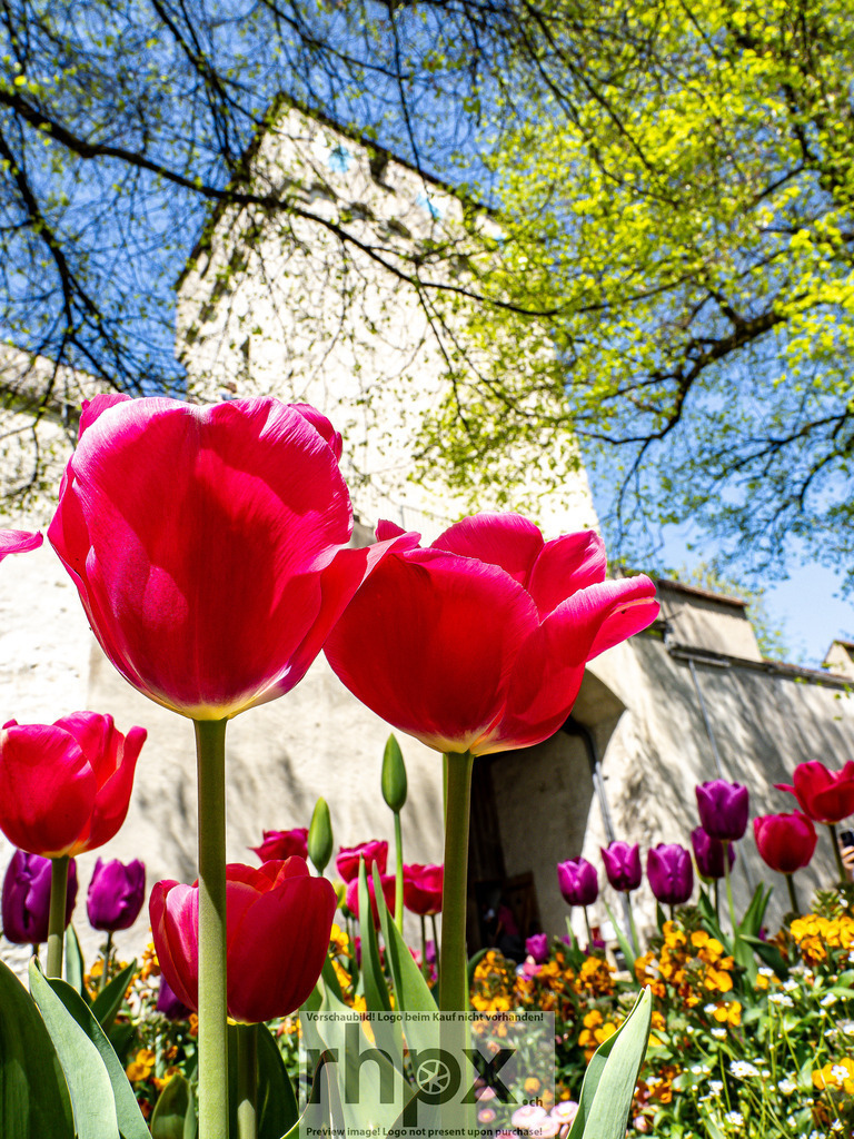 Frühling in Luzern – Magnolienblüten vor Museggmauer | Frühlingsszene in Luzern mit blühenden Magnolien im Vordergrund und der historischen Museggmauer im Hintergrund. - Realisiert mit Pictrs.com